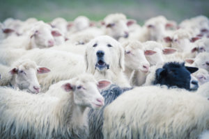 A large white dog stands amidst a dense flock of sheep, its head slightly raised above the rest. The sheep are mostly white, with one black sheep visible. The background is blurred, suggesting an outdoor setting.